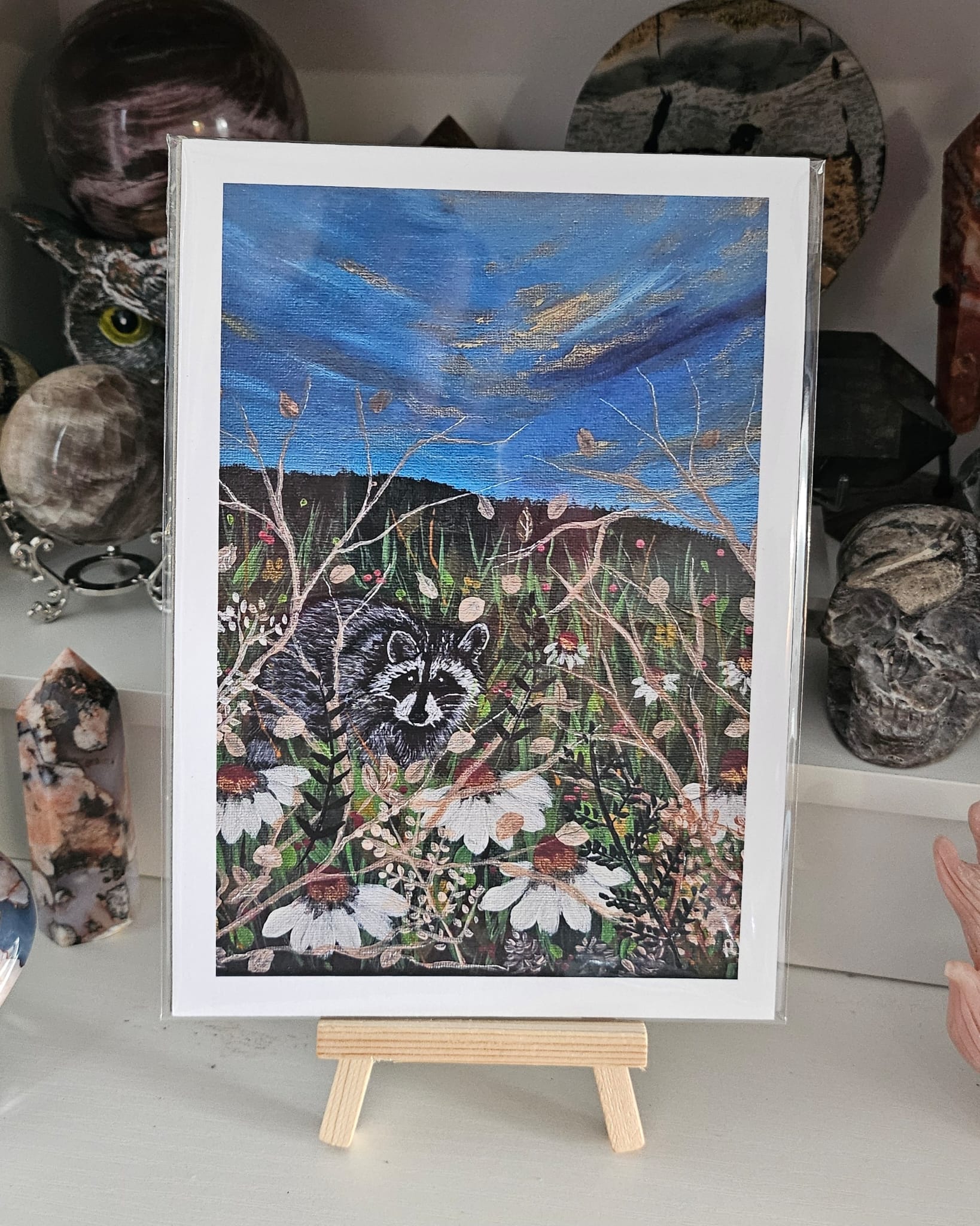 Raccoon Among the Daisies