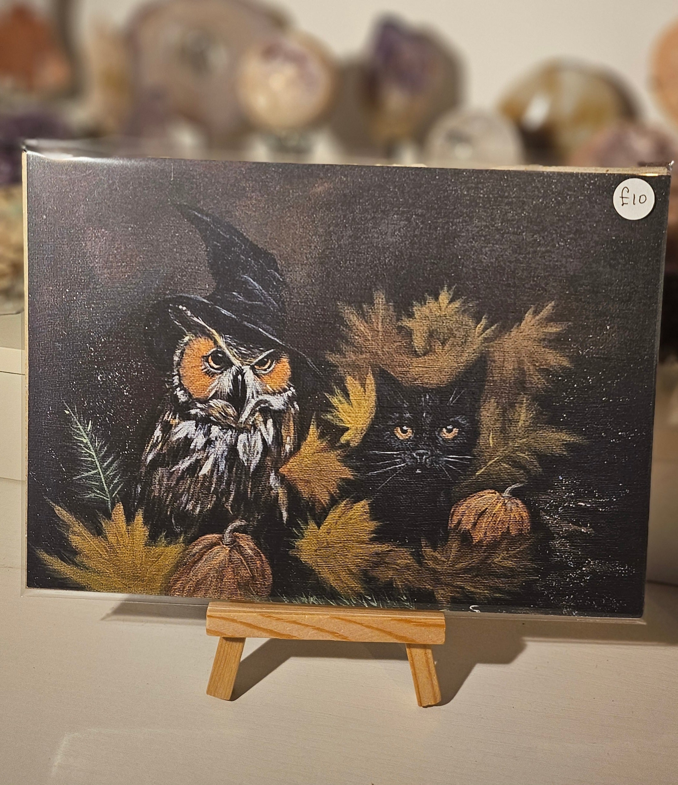 Owl and Black Cat